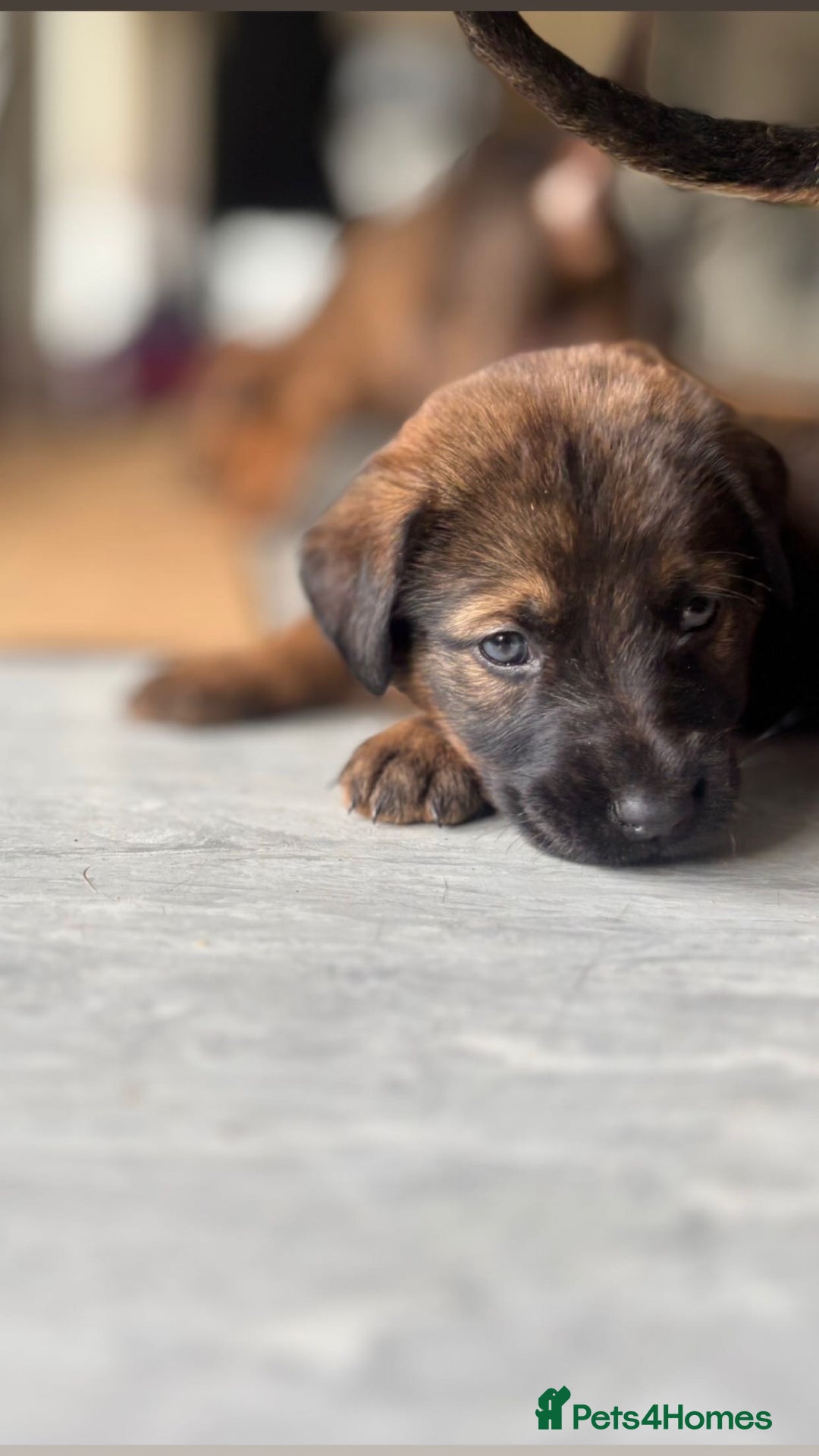 Mixed Breed dogs for sale: Beautiful Puppies For Sale!!! - Image 9