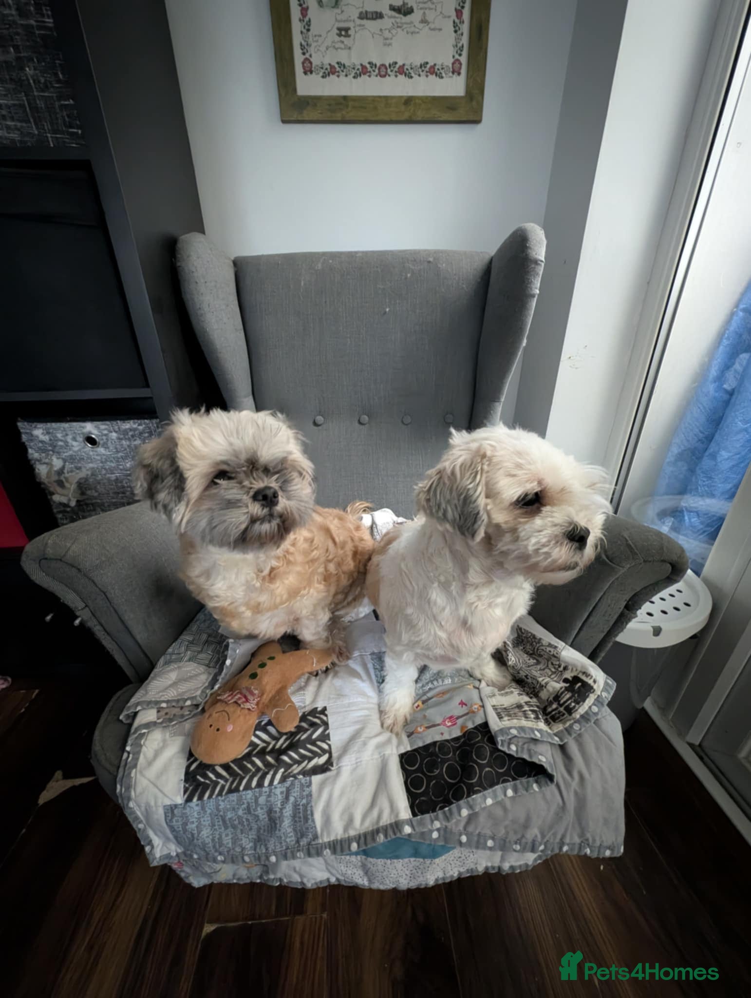 Zuchon dogs Loving, Permanent Home Wanted for Melody & Eclipse - Advert 1