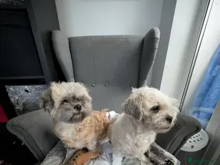 Zuchon dogs Loving, Permanent Home Wanted for Melody & Eclipse - Advert 10