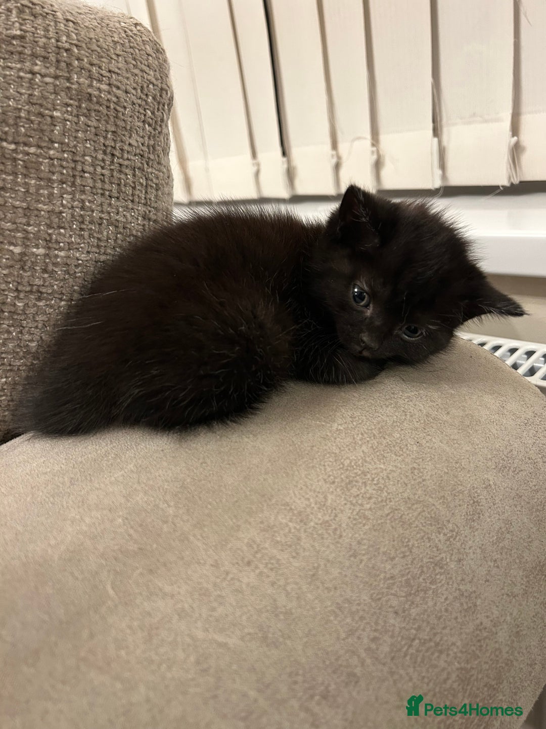 Mixed Breed cats for sale: Beautiful Kittens Available – Loving Homes Wanted - Advert 7