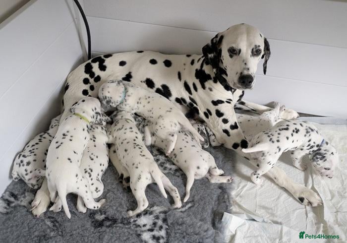 Dalmatian dogs A Symphony of Spots & Sweetness–Dalmatian Puppies - Advert 9