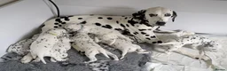 Dalmatian dogs for sale: A Symphony of Spots & Sweetness–Dalmatian Puppies in Oxford - Advert 1