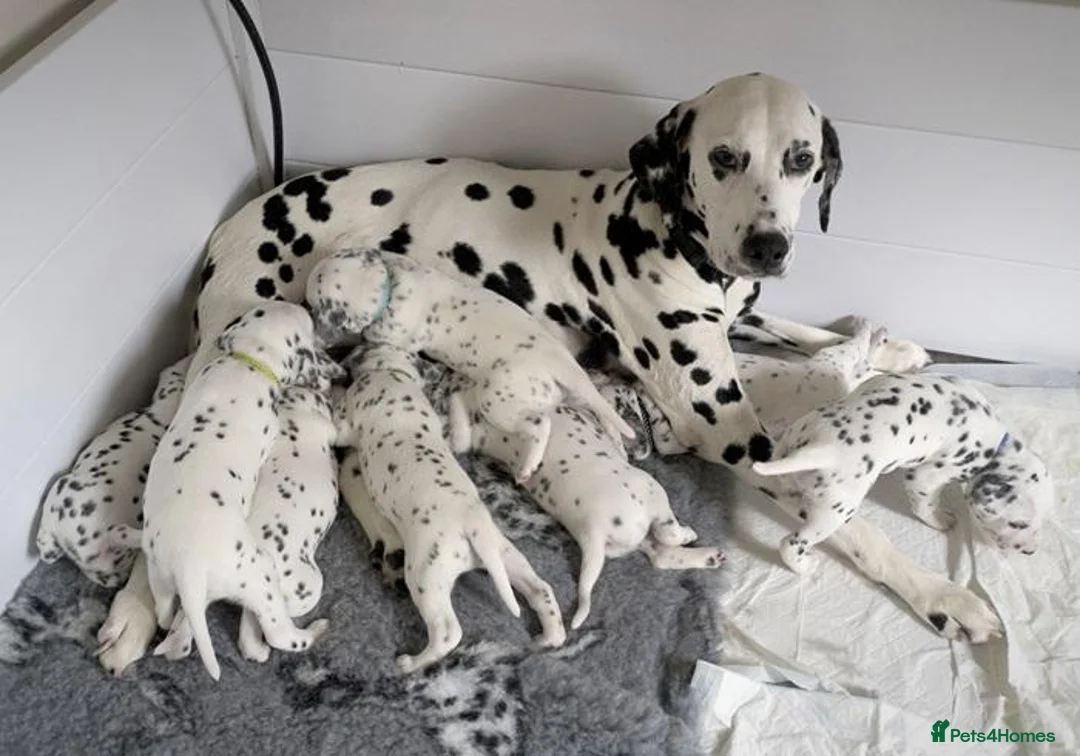 Dalmatian dogs for sale: A Symphony of Spots & Sweetness–Dalmatian Puppies in Oxford - Advert 1