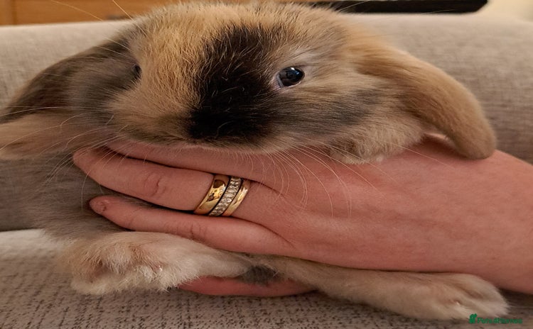 Mini Lop rabbits - Advert 20