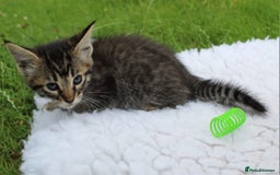 Savannah cats for sale: Stunning Savannahx Maine coons - Image 4