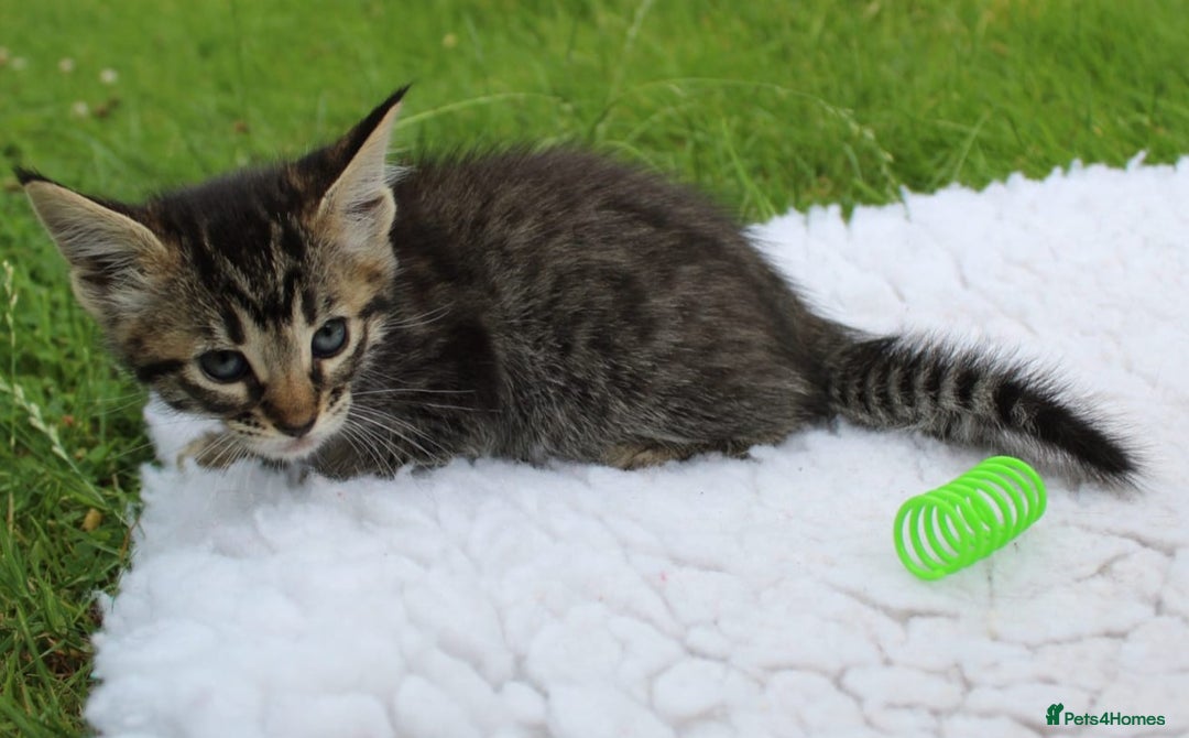 Savannah cats for sale: Stunning Savannahx Maine coons - Image 4