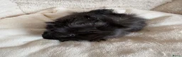 Guinea Pig rodents for sale: Beautiful and friendly guinea pig babies  - Advert 7