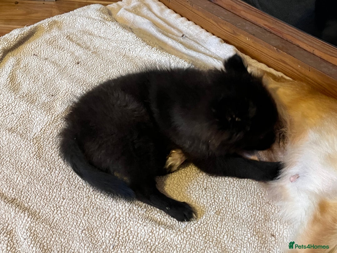 Pomchi dogs for sale: 1 Male Pomchi puppy - Advert 4