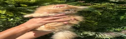 Persian cats for sale: Mango A Gorgeous Golden Doll faced Persian kitten - Advert 4