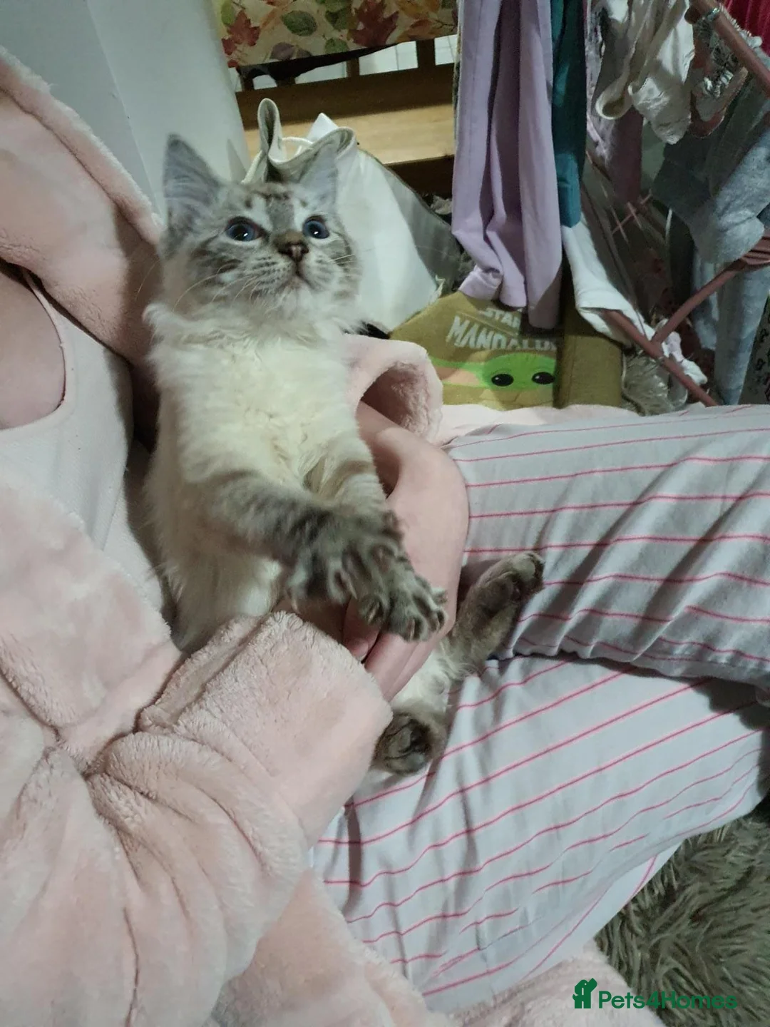 Ragdoll cats for sale: RAGDOLL FULLY HEALTH TESTED GCCF  - Advert 2