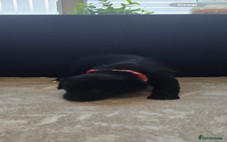 Goldador dogs for sale: Goldador x Labrottie Miniature Puppies for Sale - Advert 37