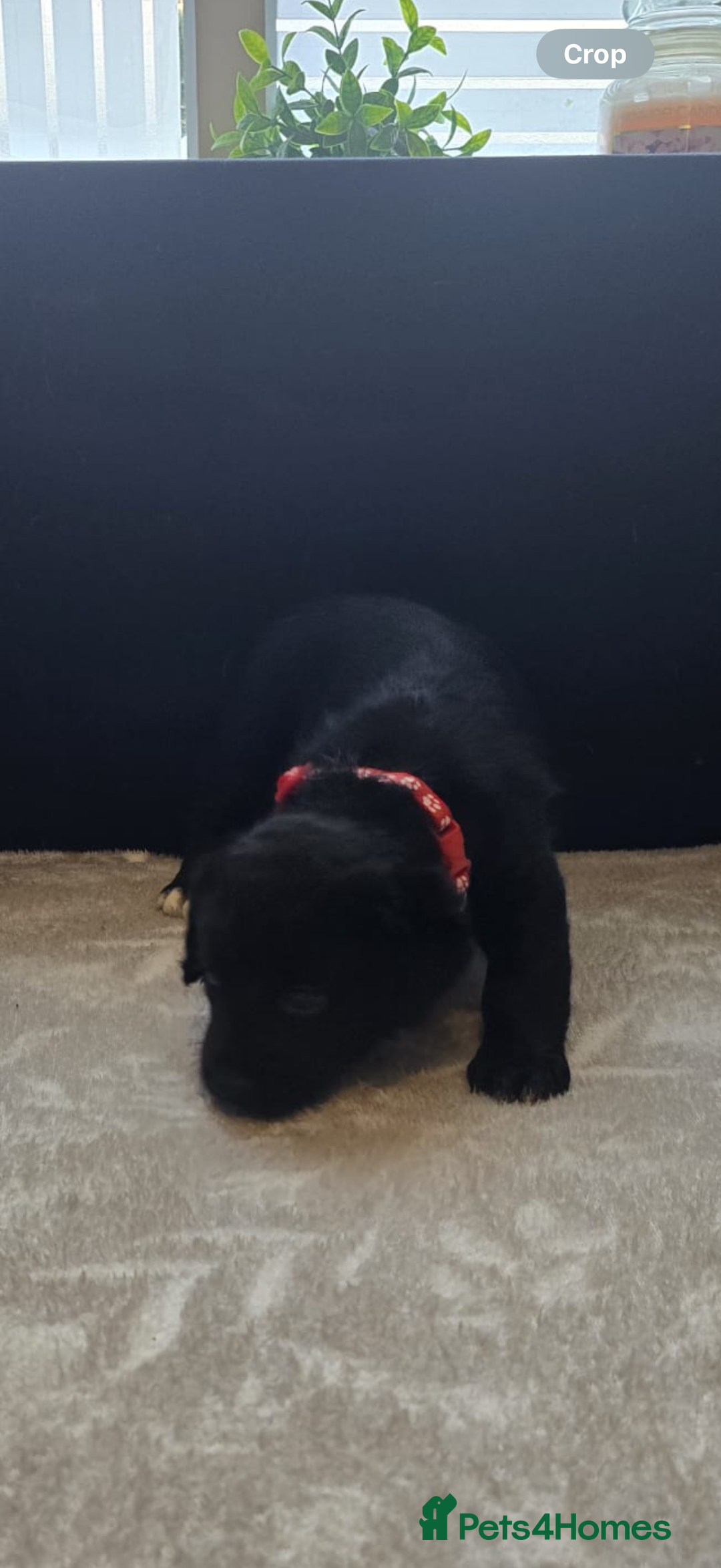 Goldador dogs for sale: Goldador x Labrottie Miniature Puppies for Sale - Advert 37