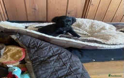 Cocker Spaniel dogs for sale: One boy and one girl - Image 15