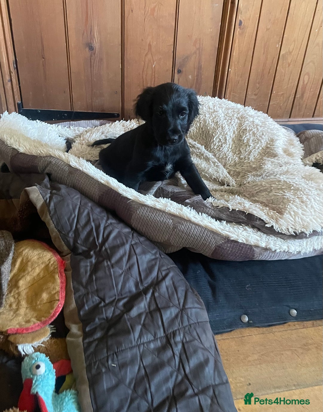 Cocker Spaniel dogs for sale: One boy and one girl - Image 15