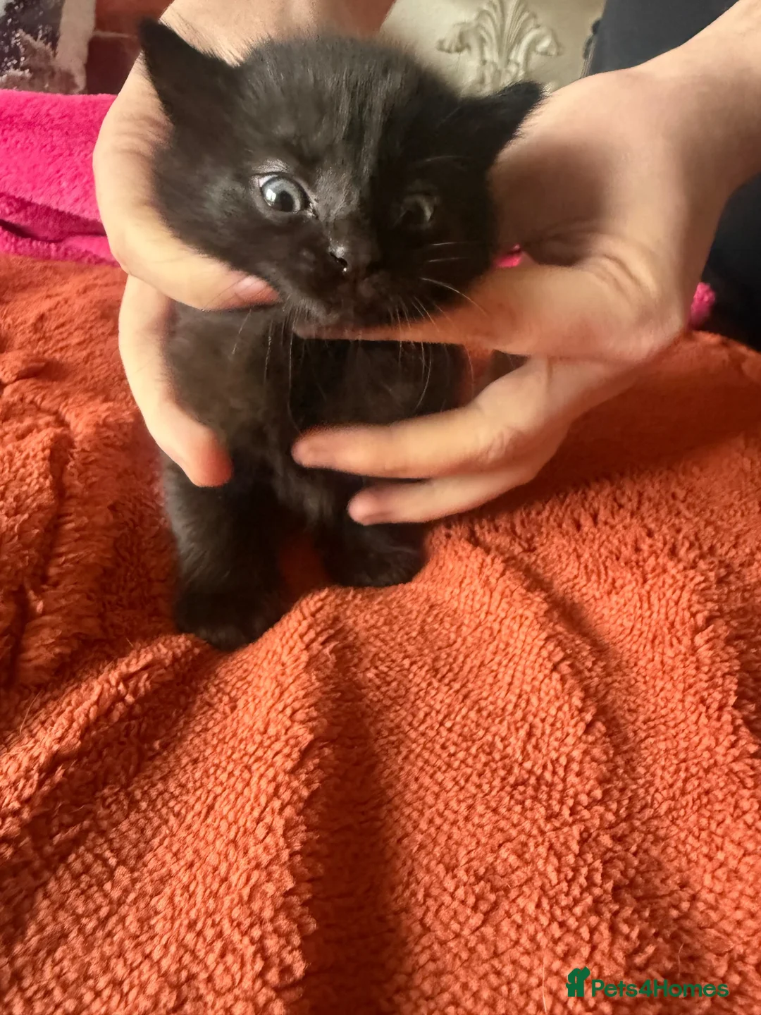 Mixed Breed cats for sale: Beautiful placid kittens  - Advert 5