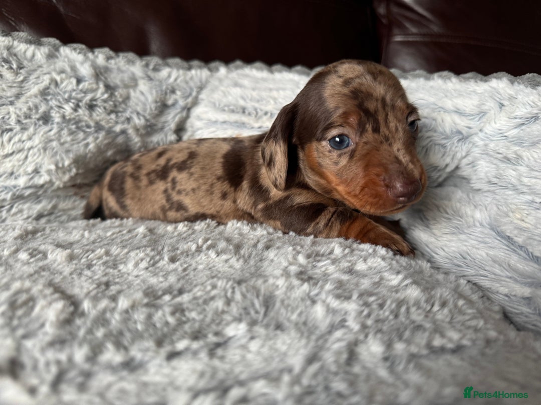 Miniature Dachshund dogs for sale: KC Chocolate Dapple Dachshund puppies - Advert 7
