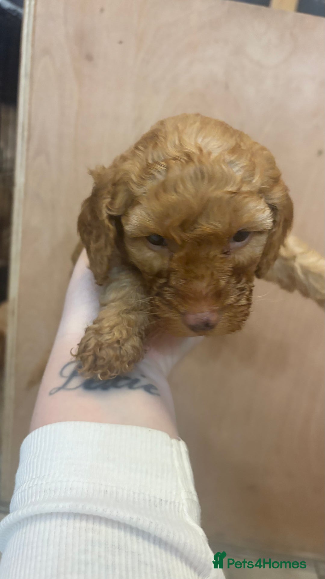 Cockapoo dogs for sale: F1b cockapoos  - Advert 2