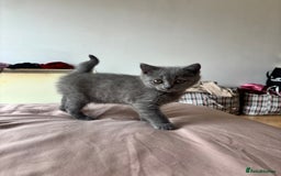 Scottish Fold cats for sale: Grey Scottish Fold  - Image 3