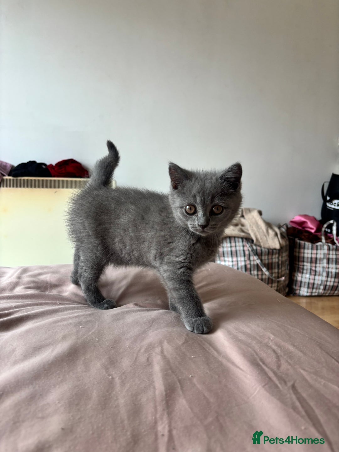 Scottish Fold cats for sale: Grey Scottish Fold  - Image 3