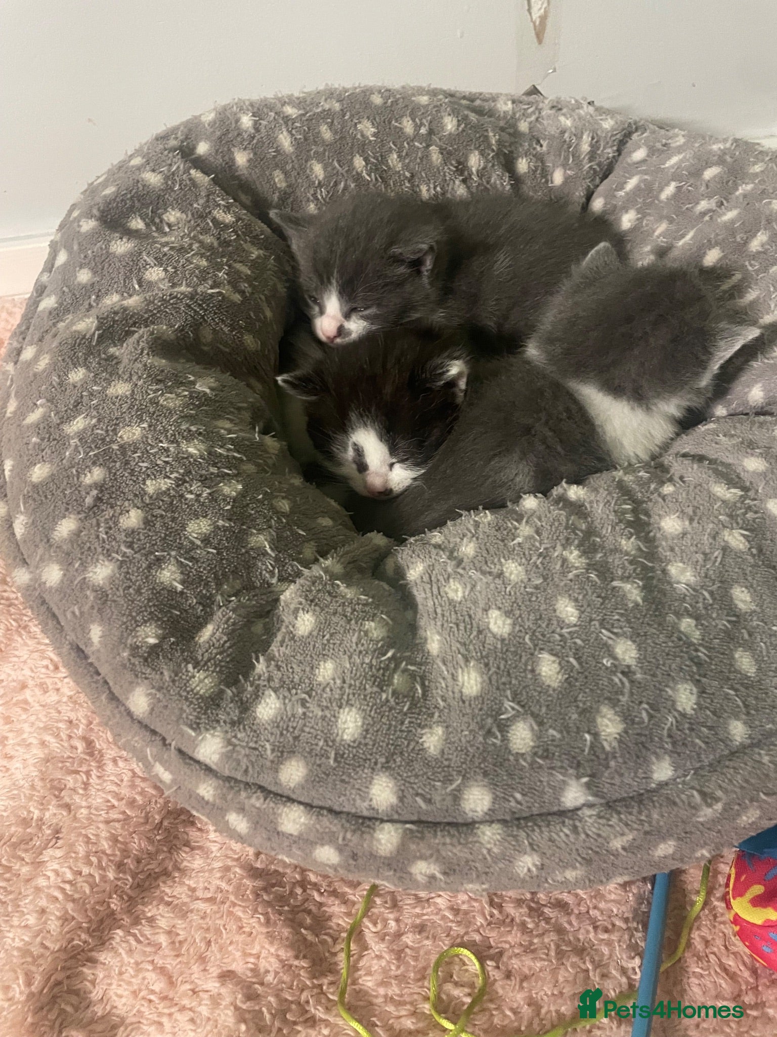 Mixed Breed cats Kittens half saimess  - Advert 1
