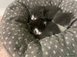 Mixed Breed cats Kittens half saimess - Advert 1