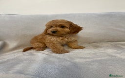 Cockapoo dogs for sale: 1 outstanding boy available  - Image 8