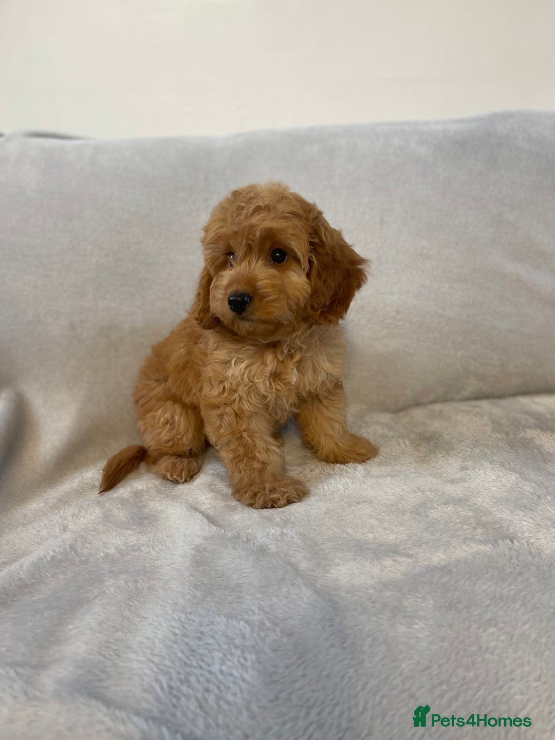 Cockapoo dogs for sale: 1 outstanding boy available  - Image 8