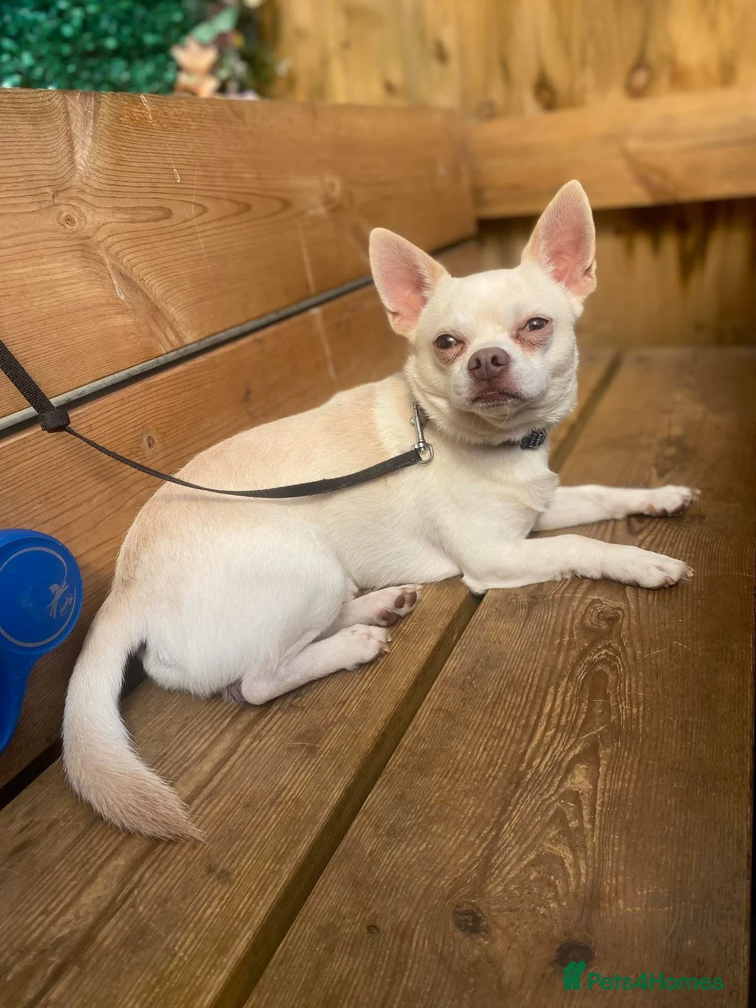 Chihuahua dogs for sale: Male Chihuaha 3 years old REHOME - Advert 2
