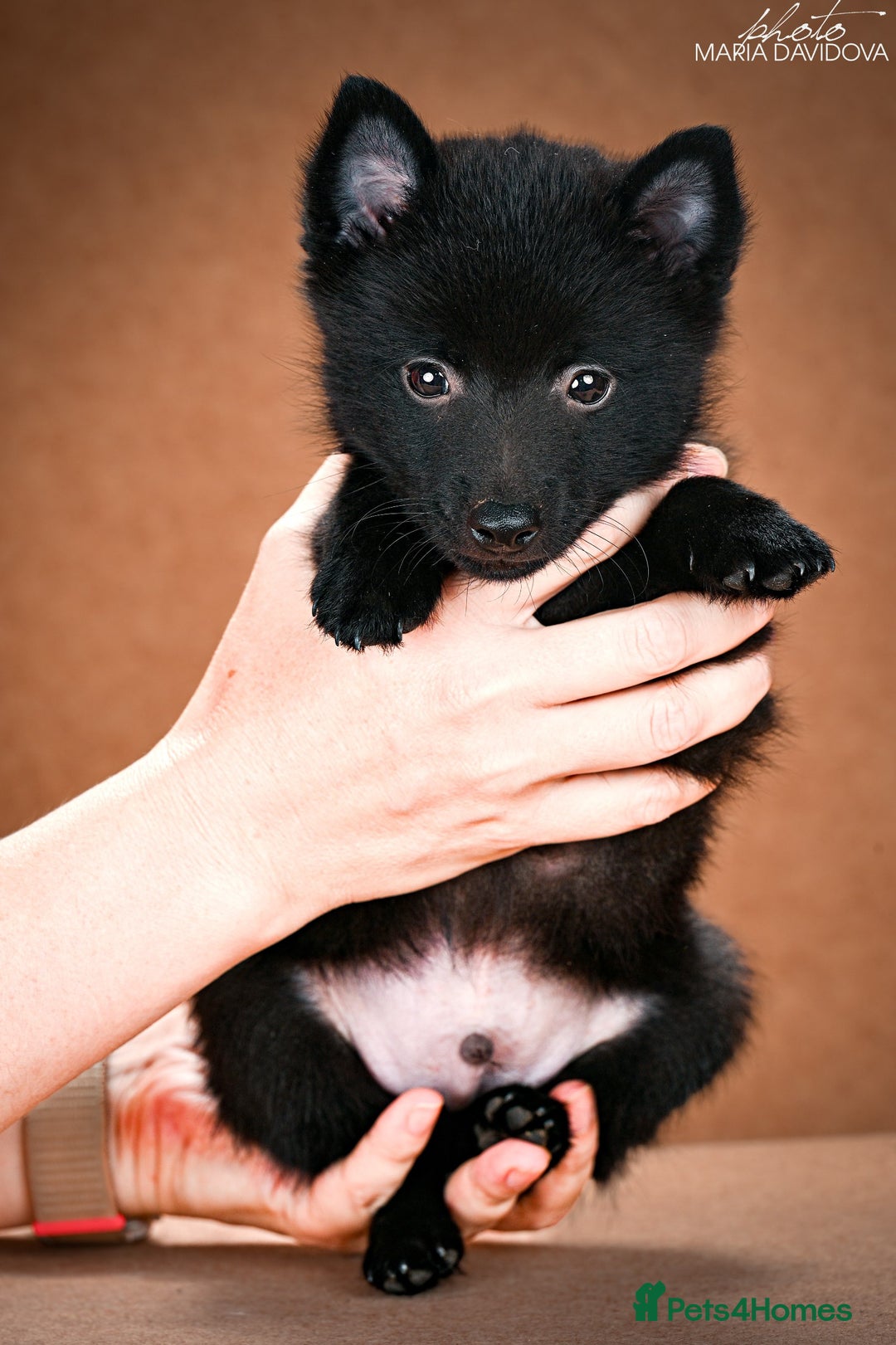 Schipperke dogs for sale: puppy schipperke - Image 7