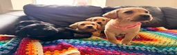 Labrador Retriever dogs for sale: Here come the boys! - Advert 8