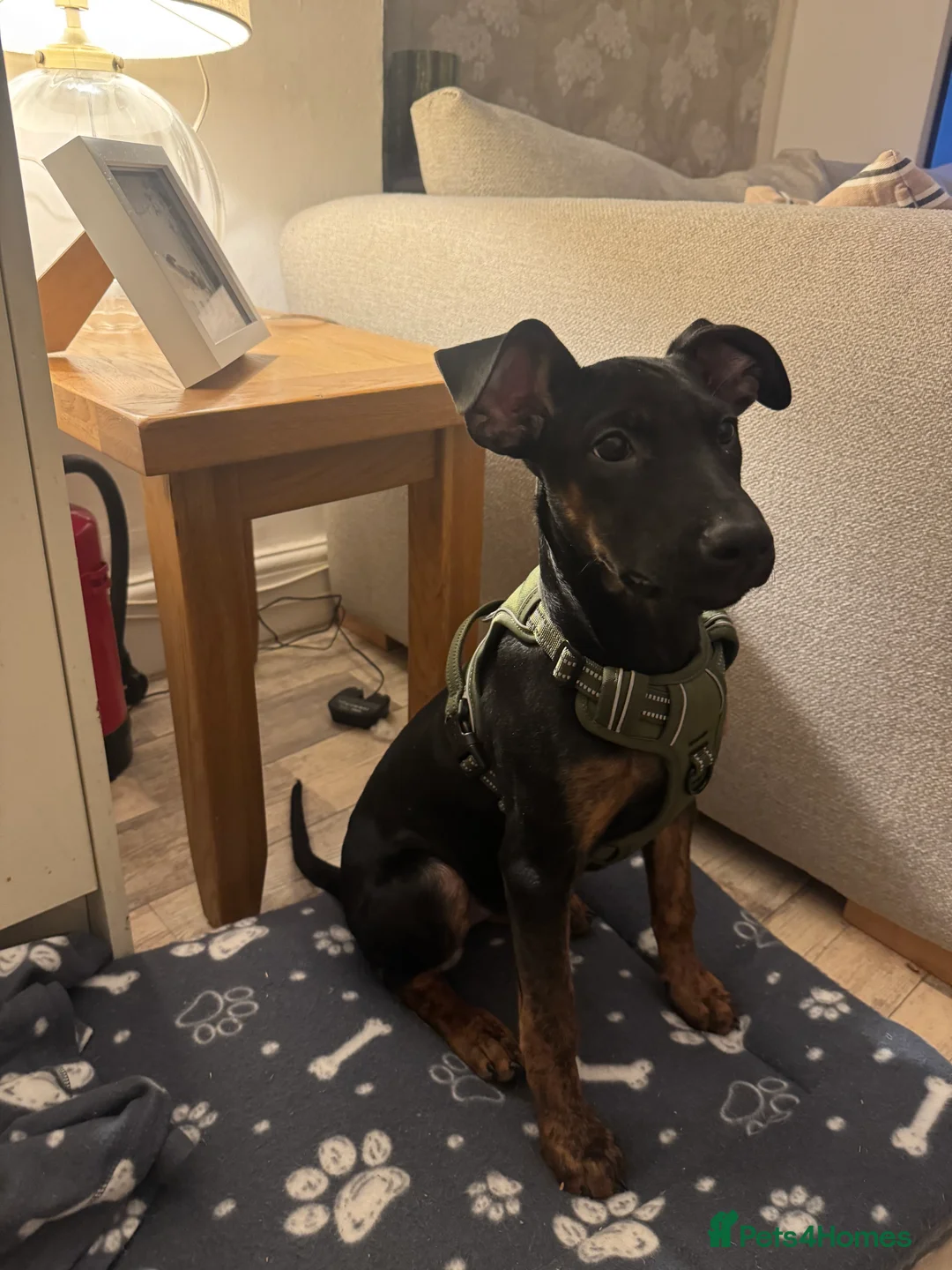 Mixed Breed dogs for sale: 5 month Doberman × Dutch Shepherd female available in Tetbury - Advert 7