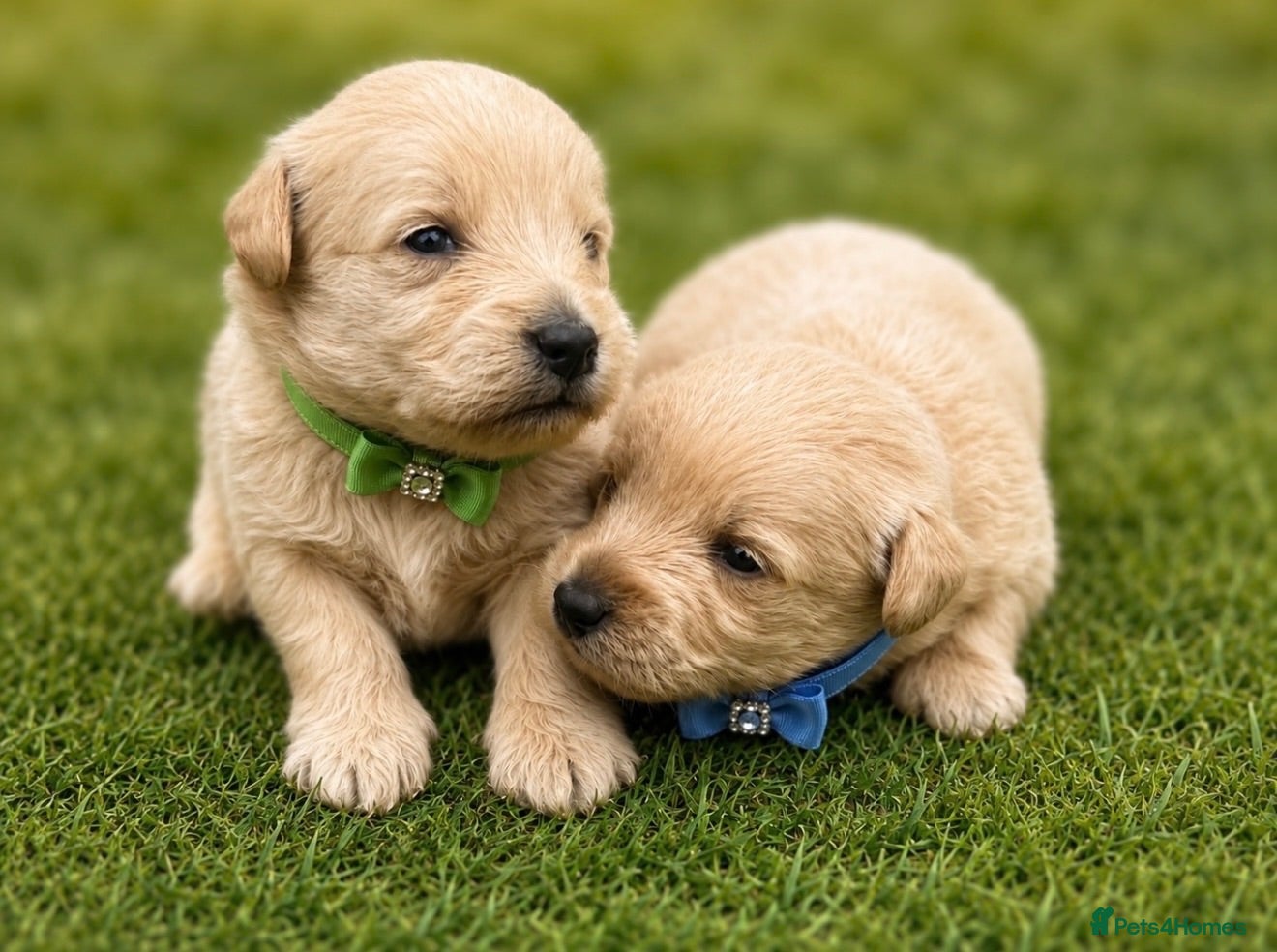Westiepoo dogs Stunning Westiepoo’s From Health Tested Parents 🧬 - Advert 1