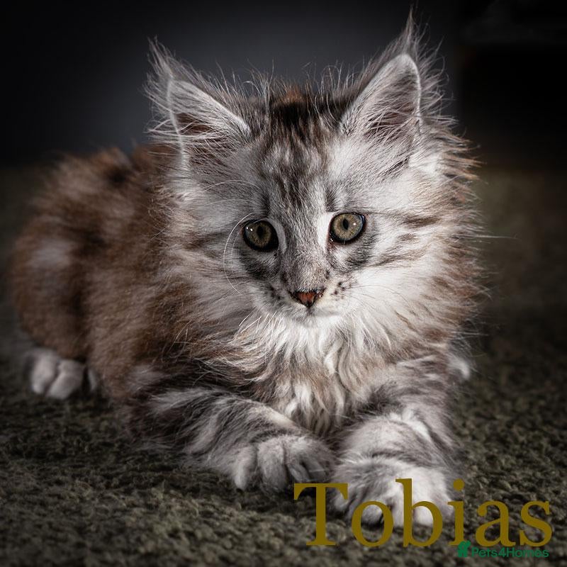Maine Coon cats TICA-Registered Male Maine Coon Kittens - Advert 1