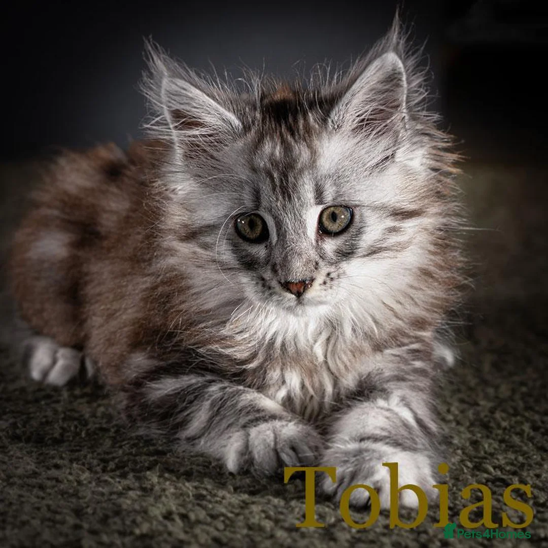 Maine Coon cats for sale: TICA-Registered Male Maine Coon Kittens - Advert 1
