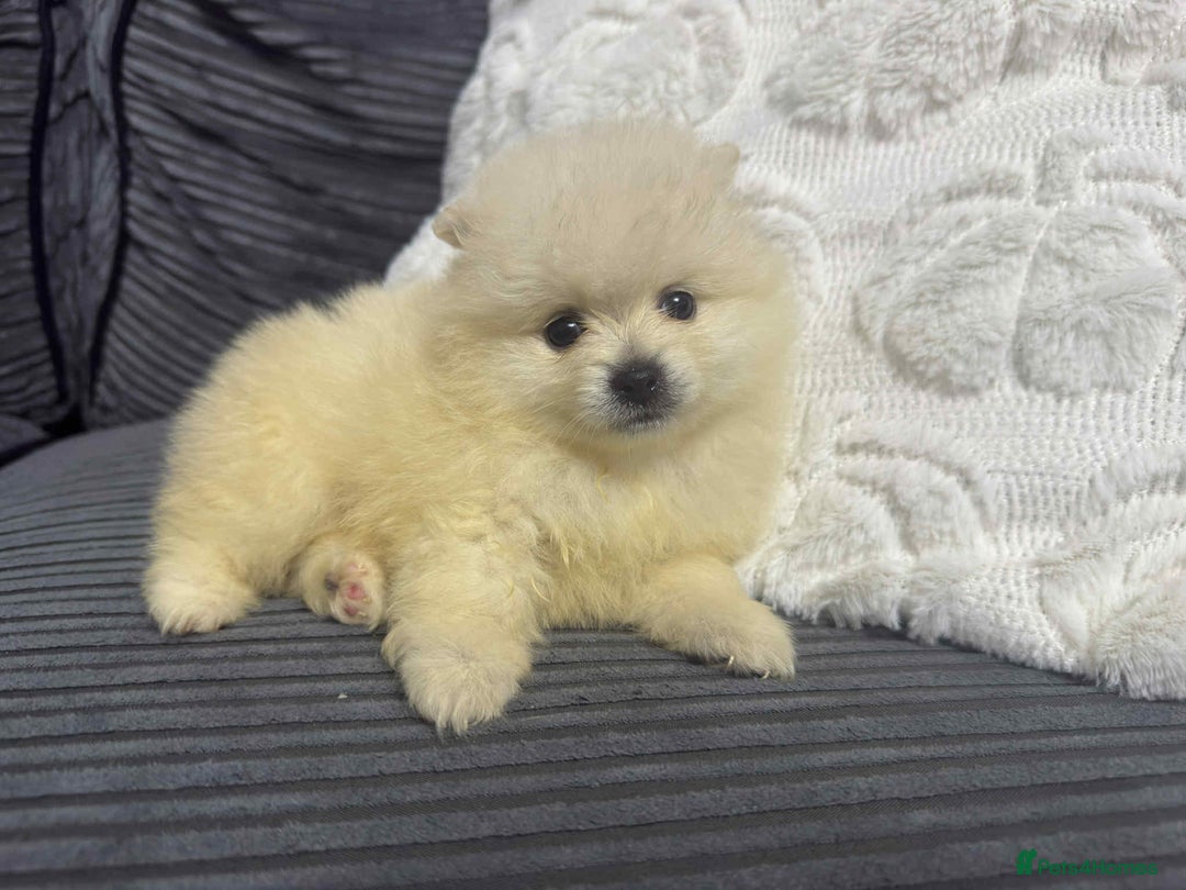 Pomeranian dogs for sale: ✨ Fluffy Pomeranian Puppies – Ready in October! - Image 13