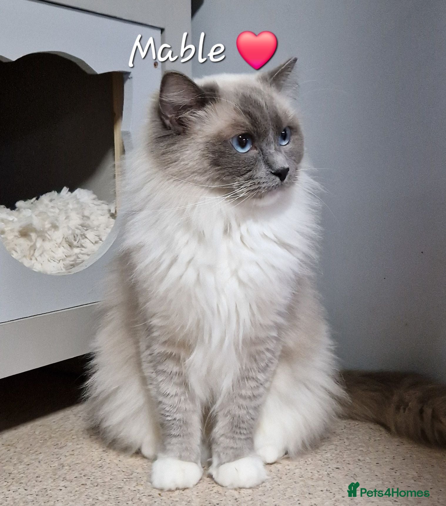 Ragdoll cats Blue mitted Ragdoll  - Advert 1