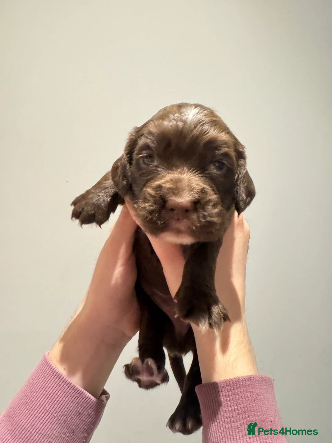 Sprocker dogs for sale: Sprocker spaniel puppies - Advert 11