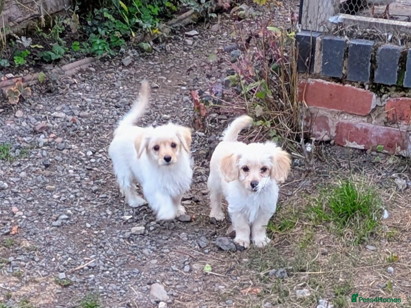 Mixed Breed dogs 2 blonde girls. Poodle x Biewer Terrier Puppies  - Advert 18
