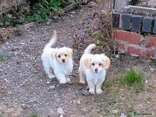 Mixed Breed dogs 2 blonde girls. Poodle x Biewer Terrier Puppies - Advert 18