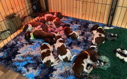 German Shorthaired Pointer dogs for sale: SENSEI-SAINTS German Shorthaired Pointers - Image 10
