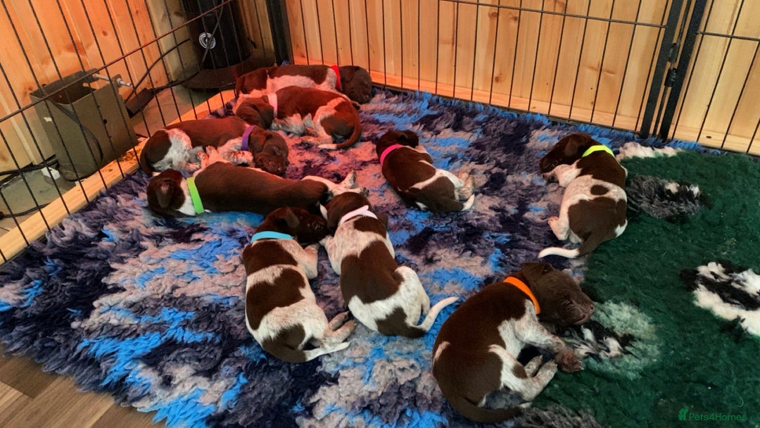 German Shorthaired Pointer dogs for sale: SENSEI-SAINTS German Shorthaired Pointers - Image 10