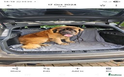 Mastiff dogs for sale: Lovable old English mastiff for rehoming - Image 1