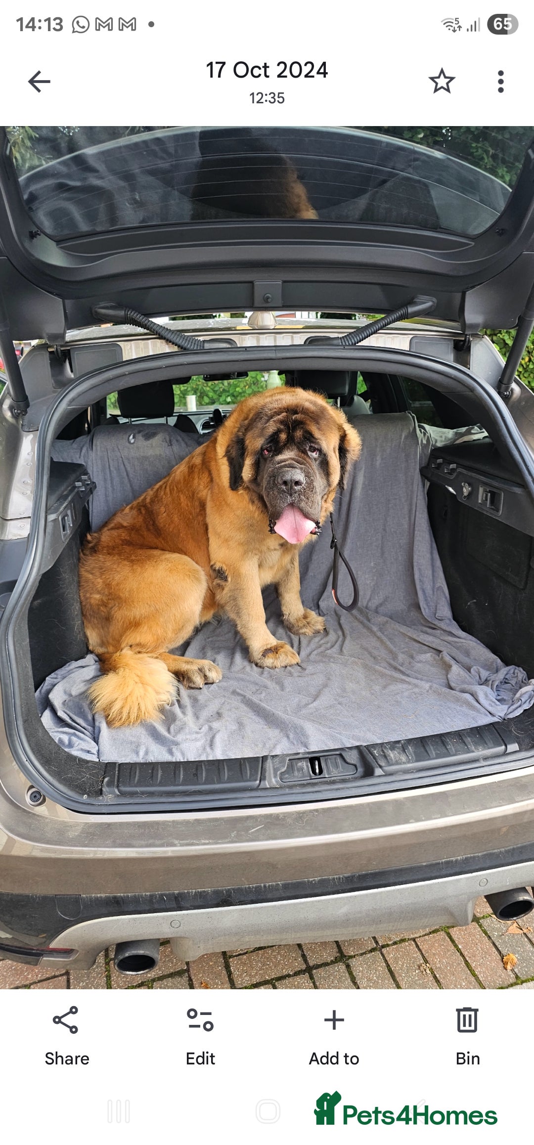 Mastiff dogs for sale: Lovable old English mastiff for rehoming - Image 1