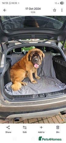 Mastiff dogs - Advert 4