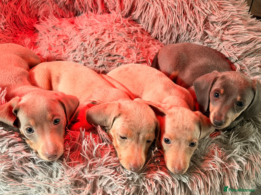 Miniature Dachshund dogs for sale: 1 female remaining  - Advert 2