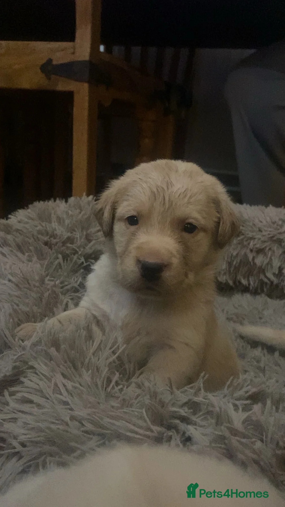 Labrador Retriever dogs for sale: * SOLD * Stunning litter of 9 golden labradors  - Advert 7