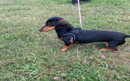 Miniature Dachshund dogs for sale: Miniature dachshund  - Image 1