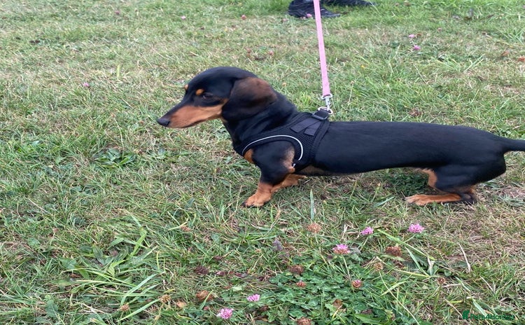 Miniature Dachshund dogs - Advert 3