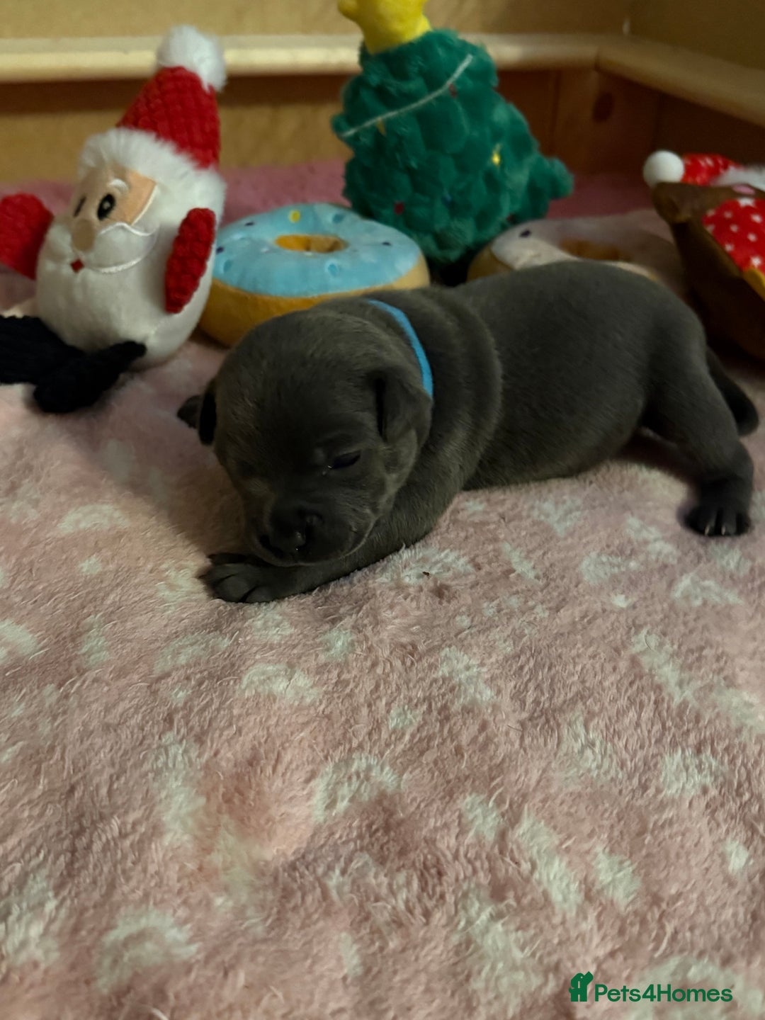 Staffordshire Bull Terrier dogs for sale: KC Blue Staffordshire Bull Terrier Puppies  - Advert 21