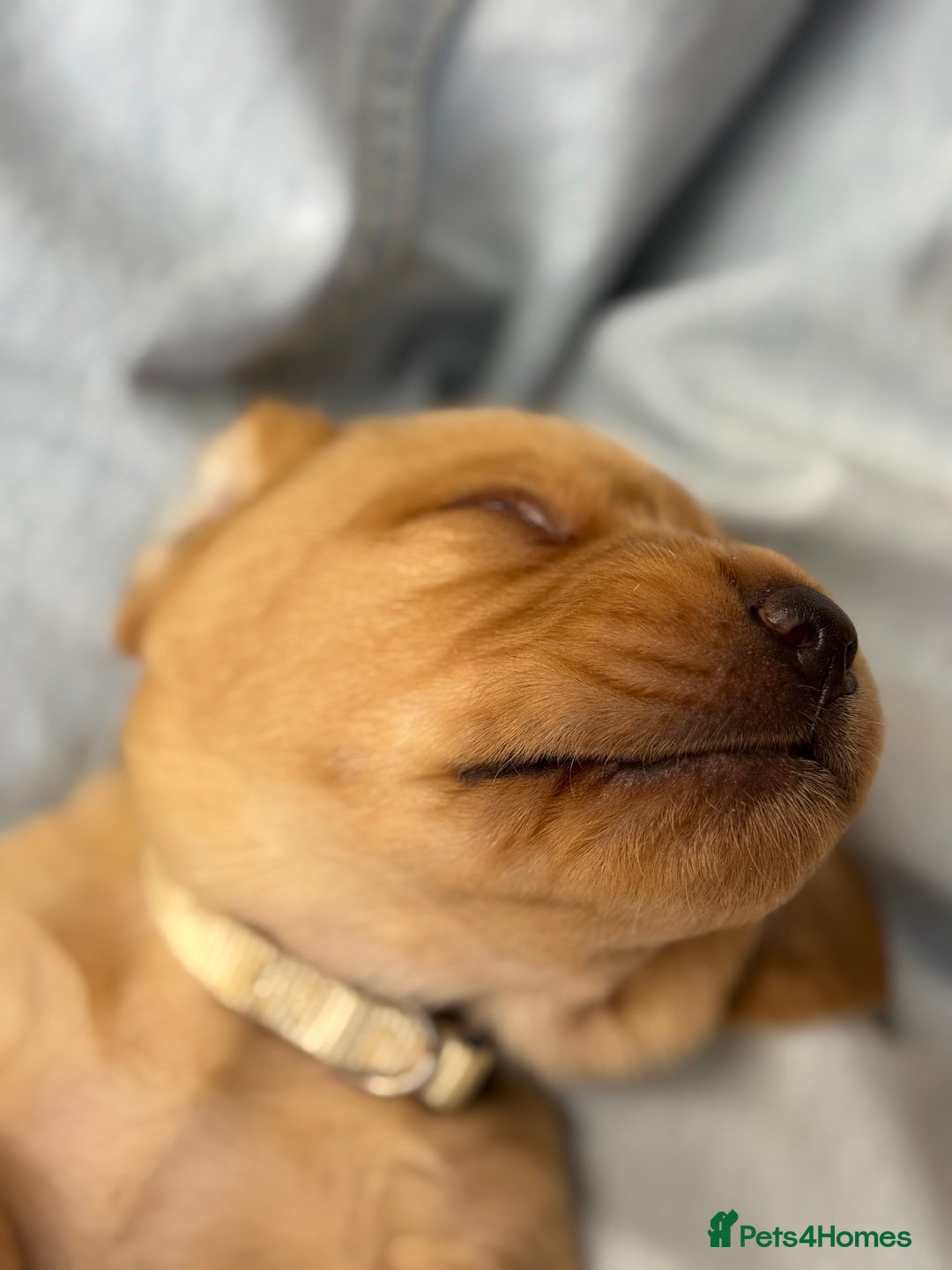 Labrador Retriever dogs for sale: 2 tan boy Labrador pups - Advert 9